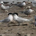 Sandwich Tern; Charrán Patinegro