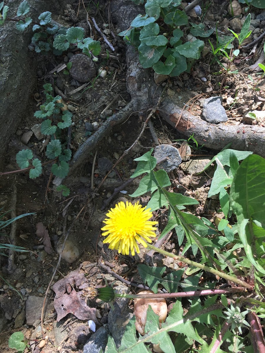 Dandilion