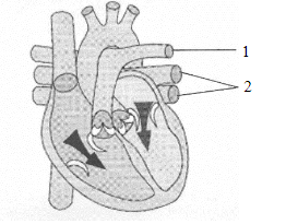 Working Of Heart