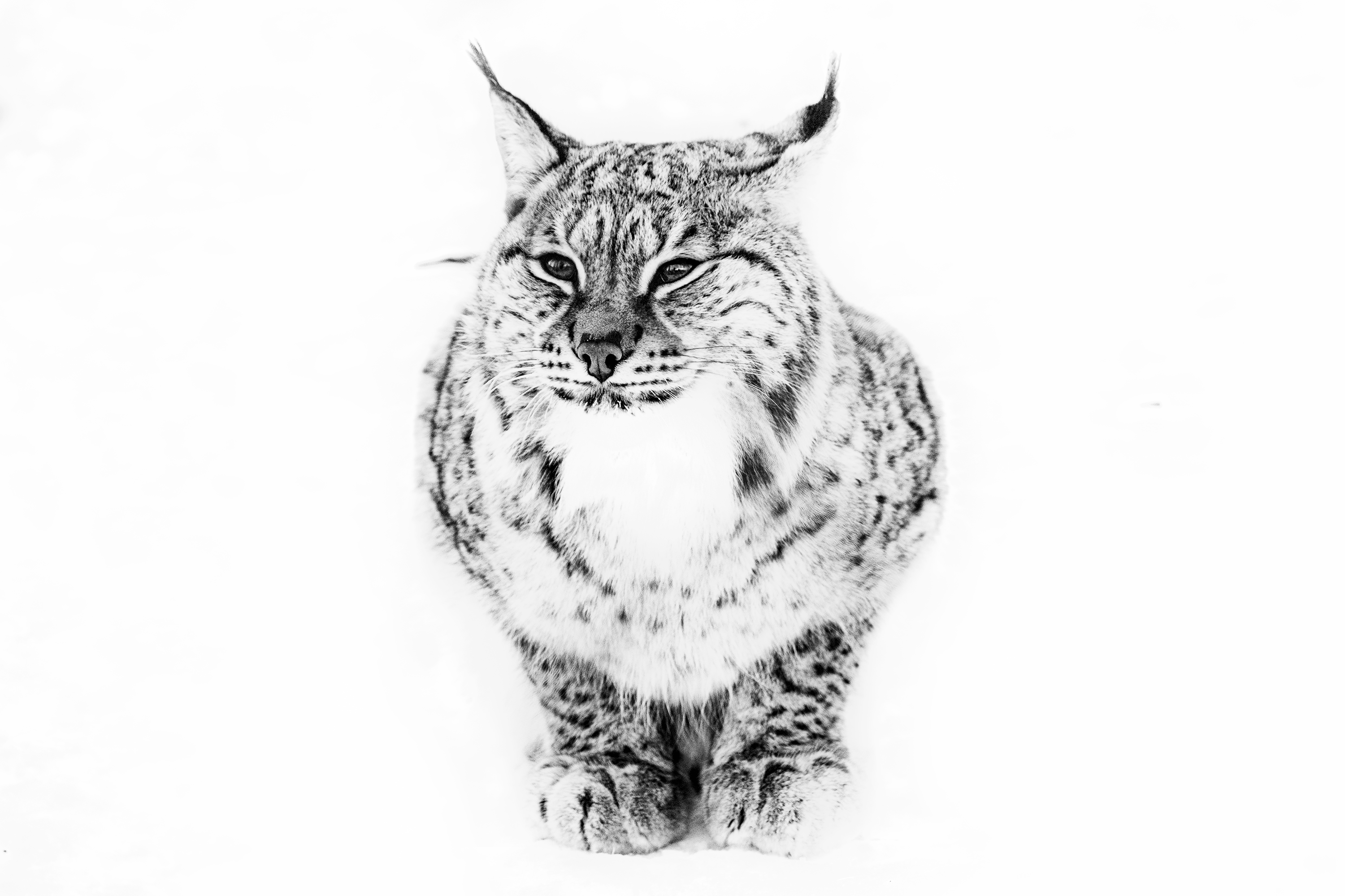 Lince norvegese di Stiscio