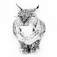 Lince norvegese di 