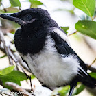 Magpie; Urraca