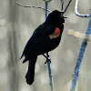 Red-winged blackbird