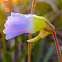 Small Butterwort