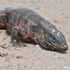 Red Tegu Lizard