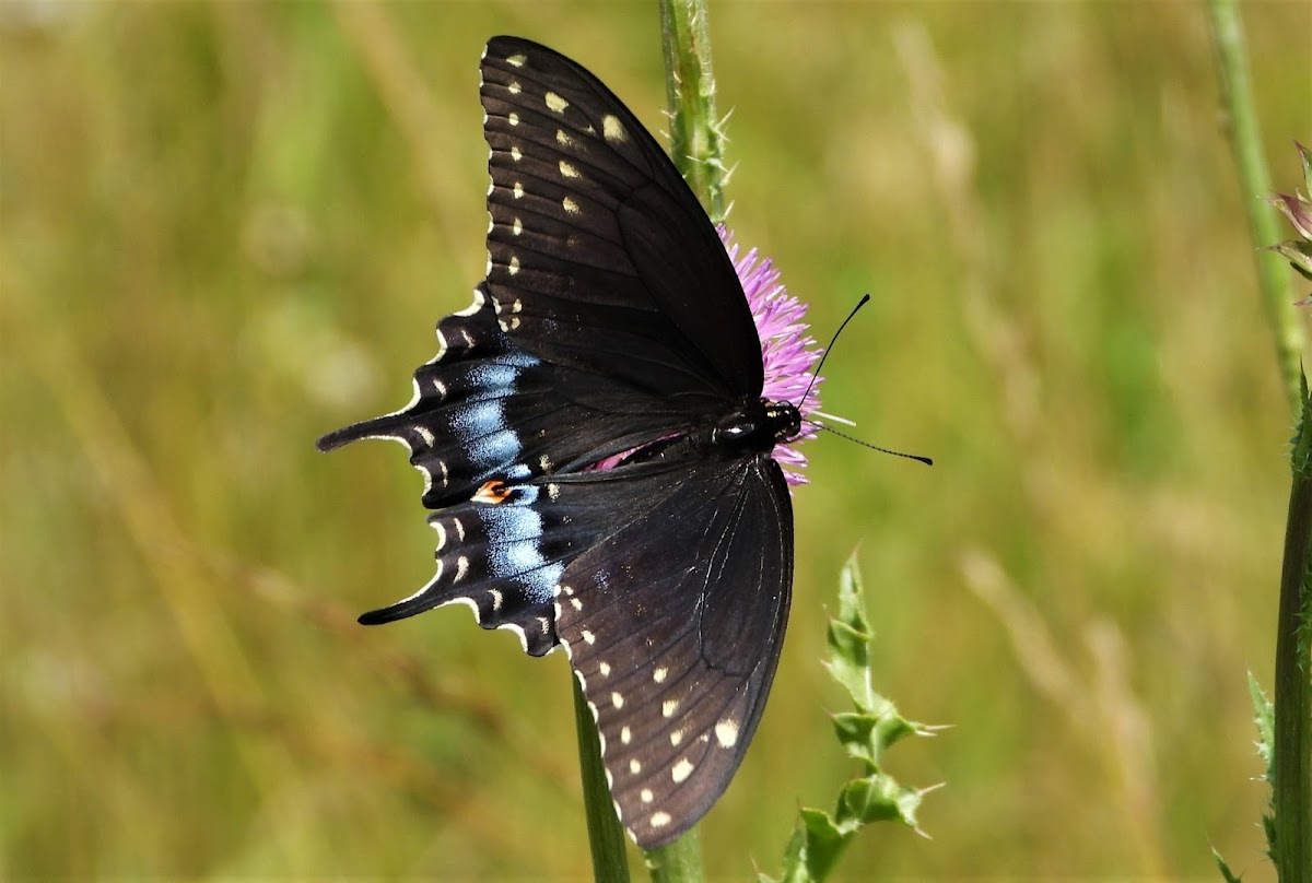 Spicebush swallowtail