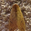 Isabella Tiger Moth