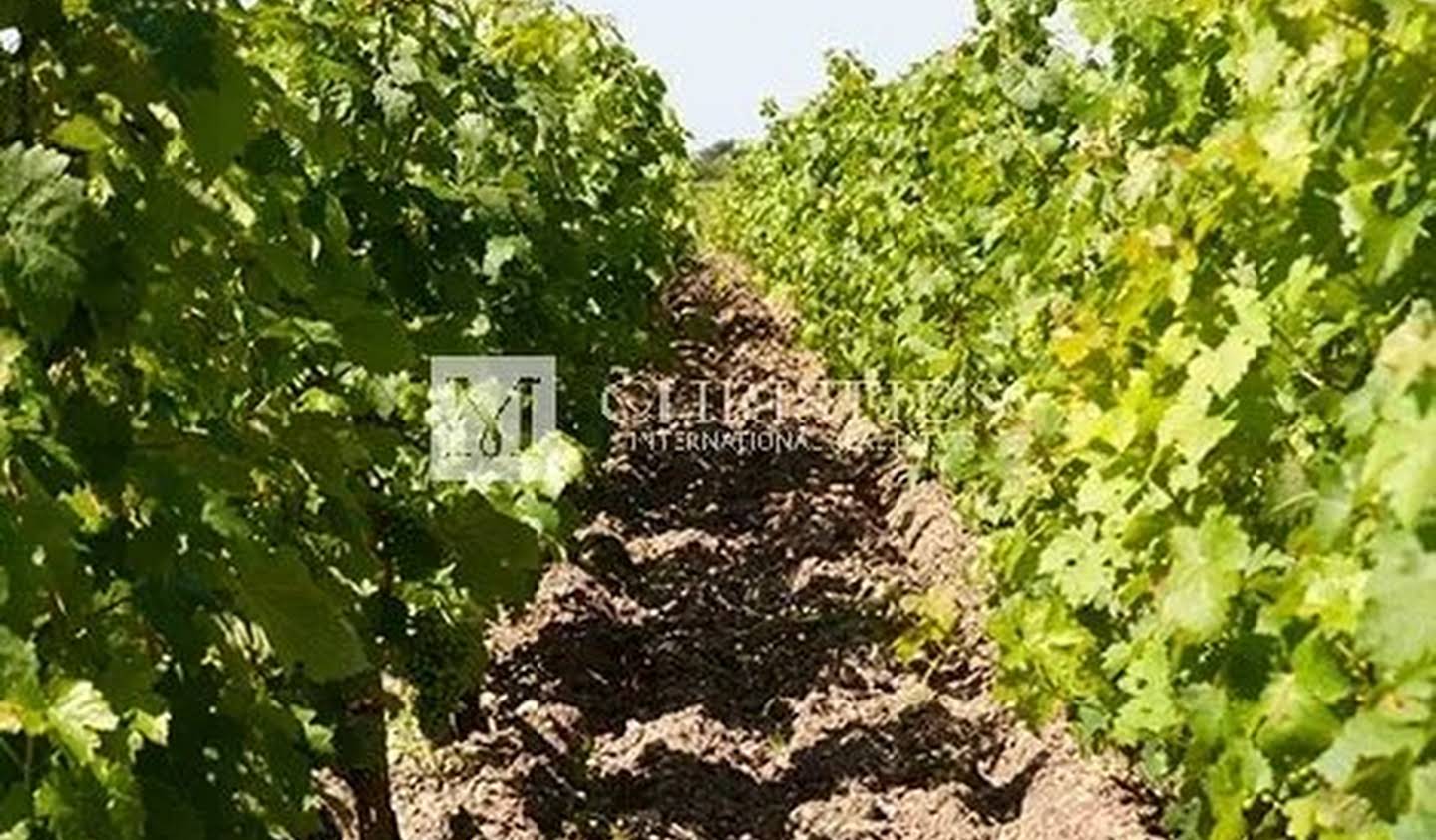 Vineyard with outbuildings Lesparre-Médoc