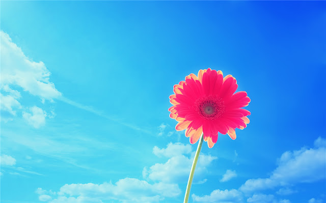 Gerbera Themes & New Tab