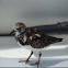 Ruddy Turnstone