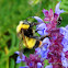 Bloody-tailed Bumblebee