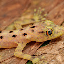 Kendall's Rock Gecko