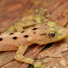 Kendall's Rock Gecko