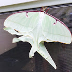 Luna Moth