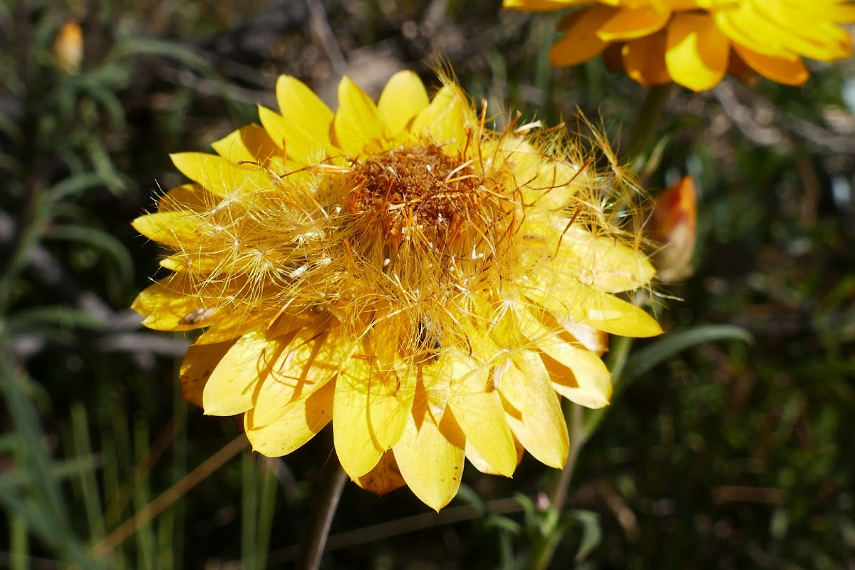 Golden Everlasting (seeding)