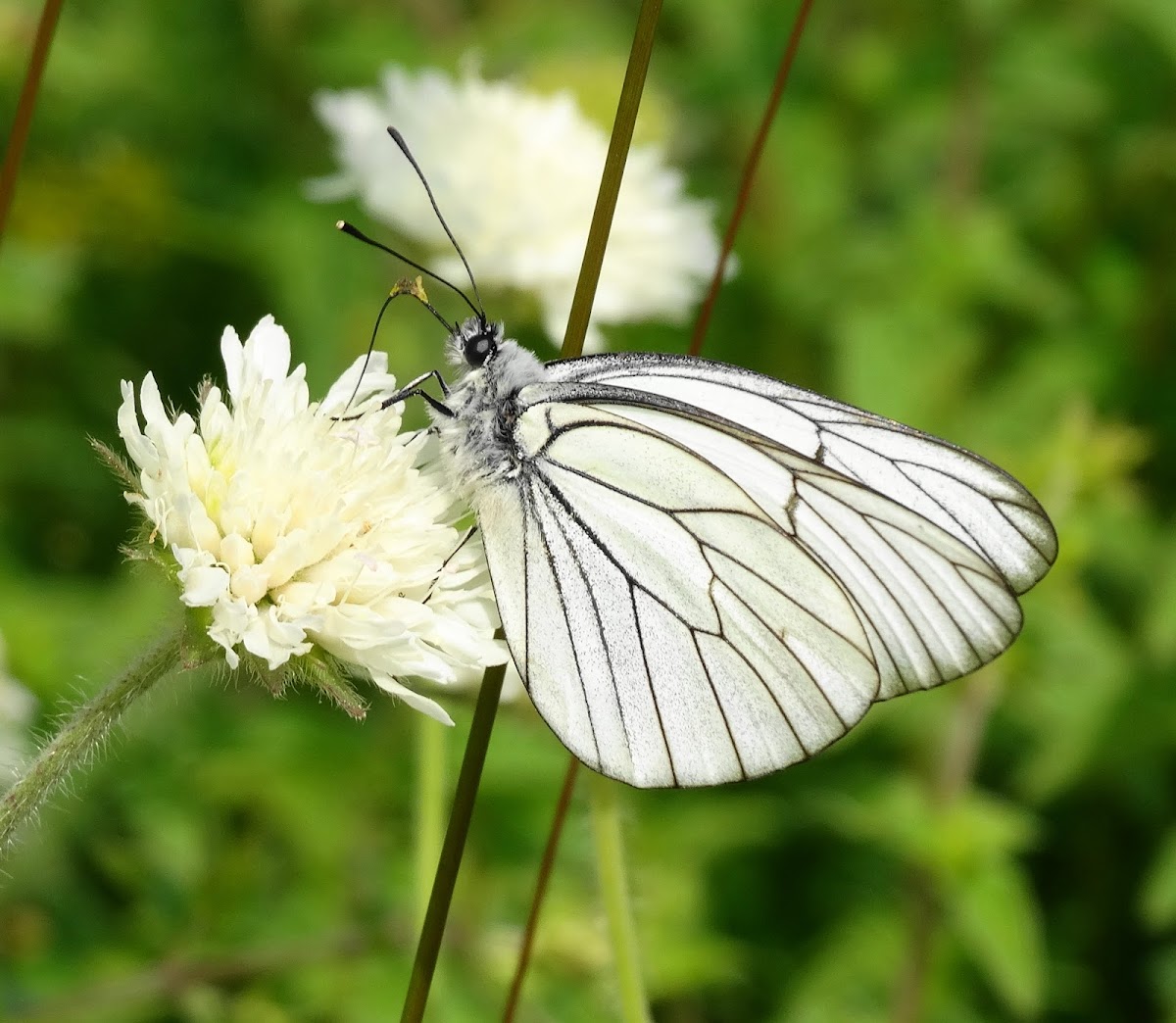 Black-veined White