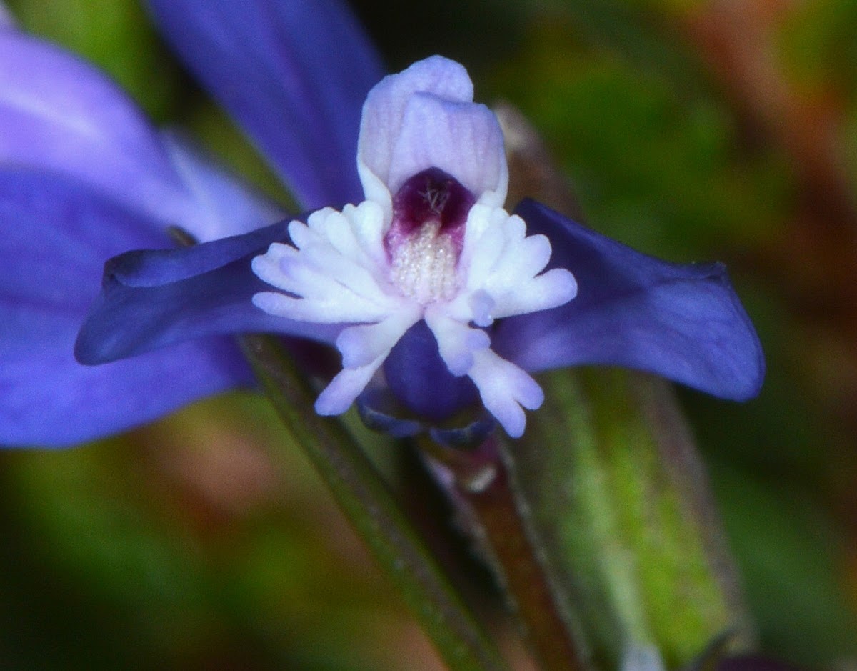 Heath Milkwort