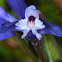 Heath Milkwort