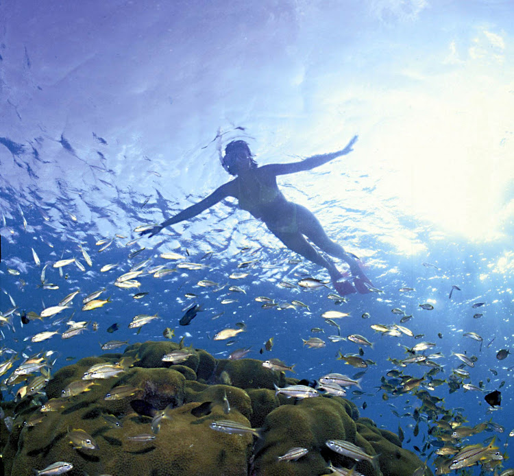 Peek below the surface of the water to glimpse brilliant schools of fish on Dominica. 