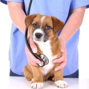 Mon Chien A Un Souffle Au Cœur Est Ce Grave Docteur My Happy Pet France
