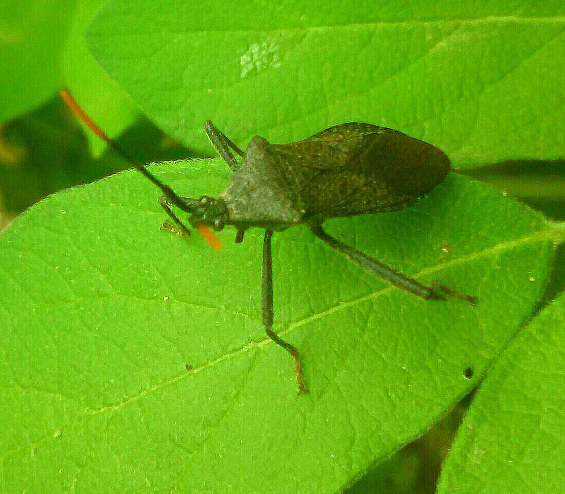 Spine-headed Bug