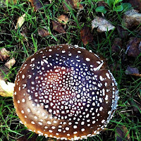 Amanita Pantherina di 