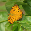 Oriental Common Leopard Butterfly