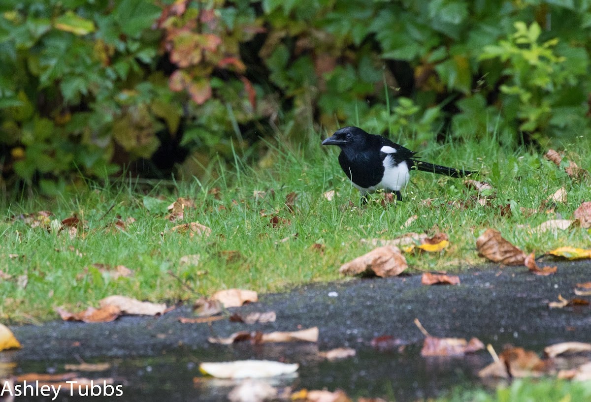 Black-billed Magpie