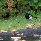 Black-billed Magpie