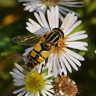 Syrphidae