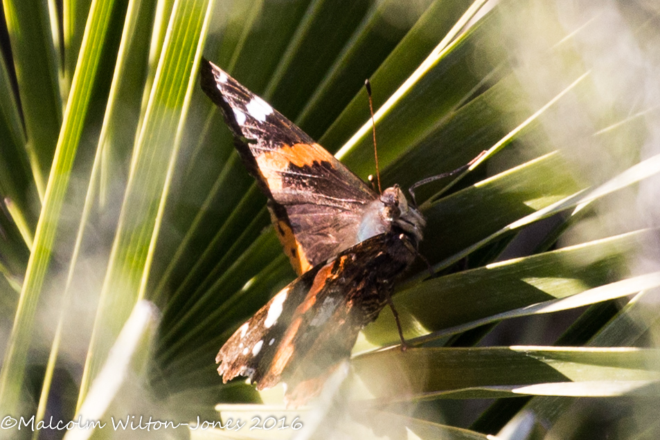 Red Admiral