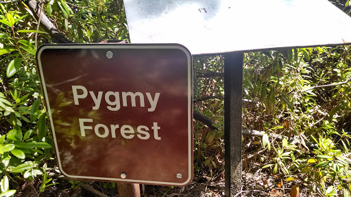 Pygmy Forest