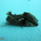 Chrysodeixis Looper Moth