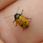 Four spotted leaf beetle