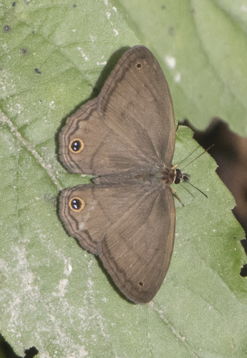 Mariposa café