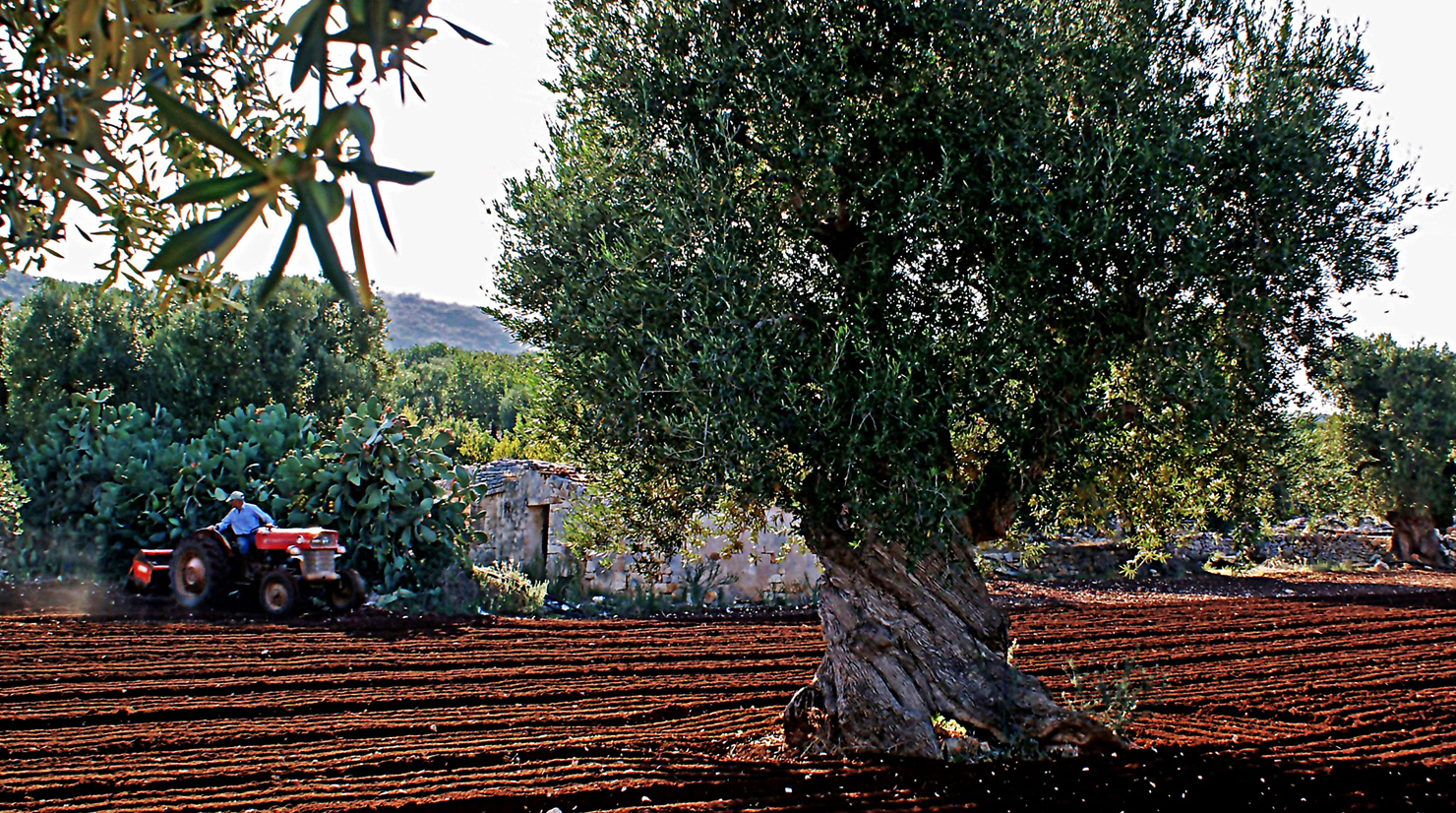 Terra d'Otranto di carlo-bi