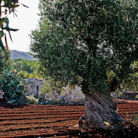 Terra d'Otranto di 