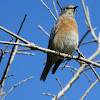 Western Bluebird ( female)