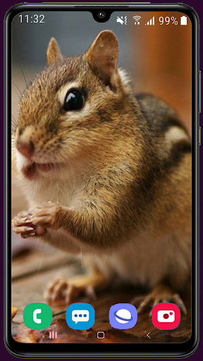 Squirrel Wallpaper Best HD