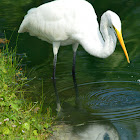 Great Egret