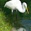 Great Egret