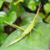 Oriental Long-Headed Locust