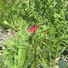 Cinnabar Moth