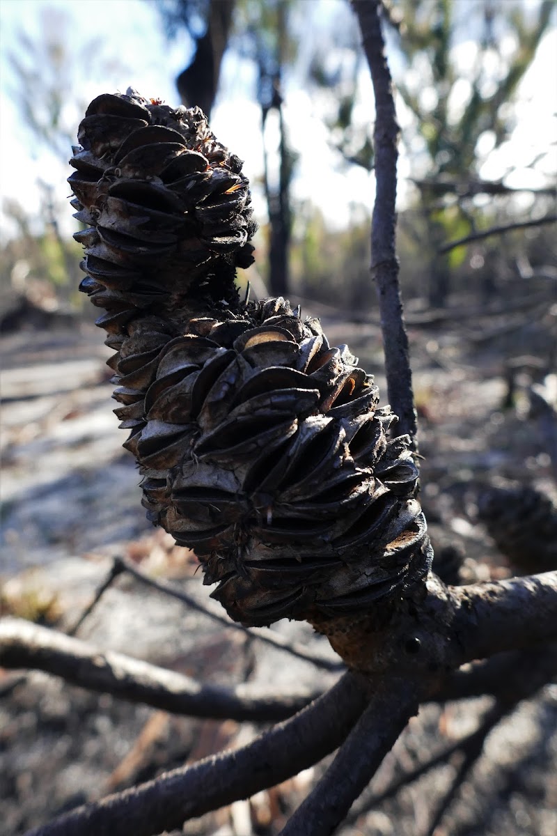 New England Banksia (burnt seed pods)