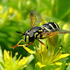 Straight-banded wasp hoverfly