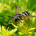 Straight-banded wasp hoverfly