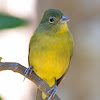 Painted Bunting Female