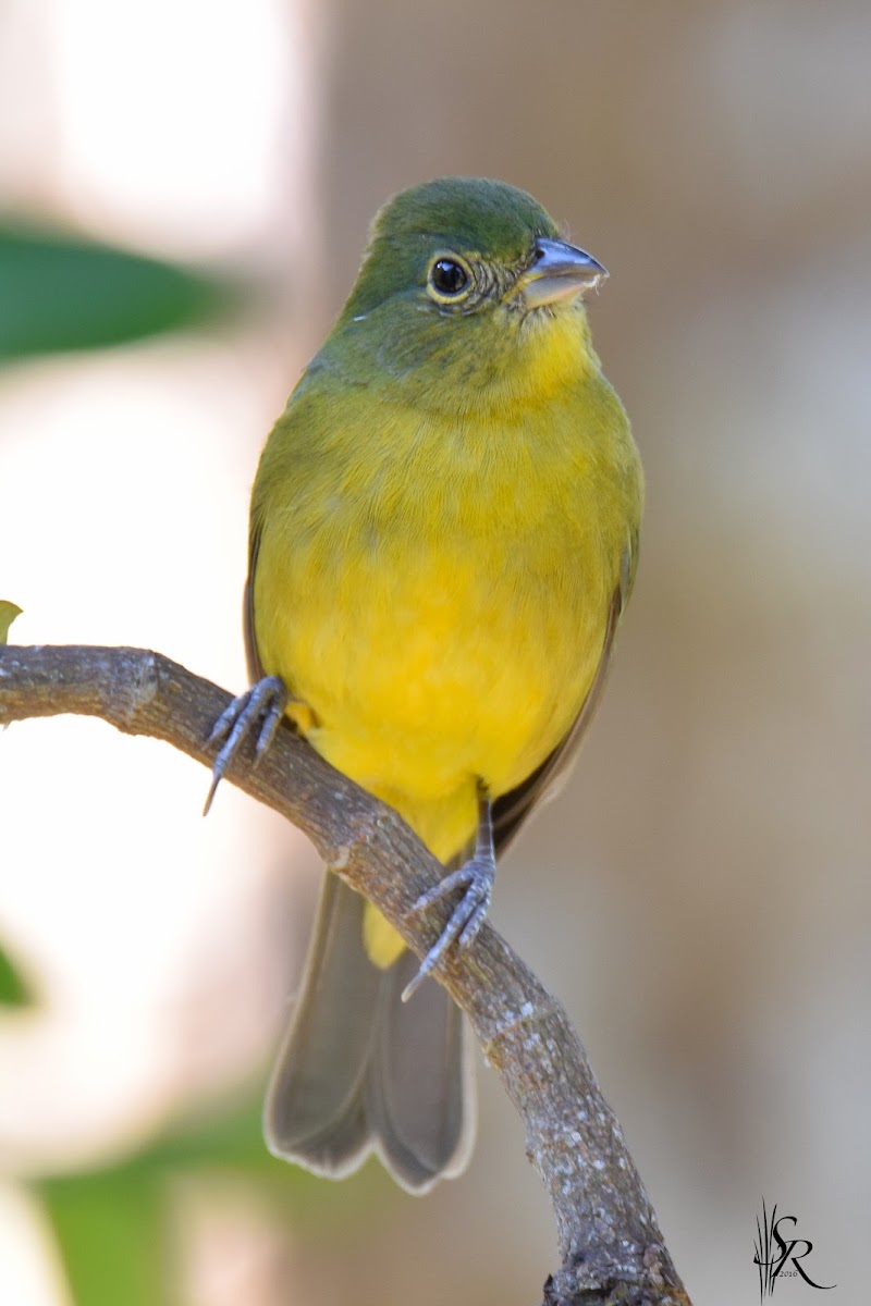 Painted Bunting Female