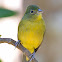 Painted Bunting Female