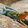 Common Collared Lizard